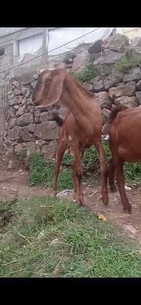 goats for sale 3