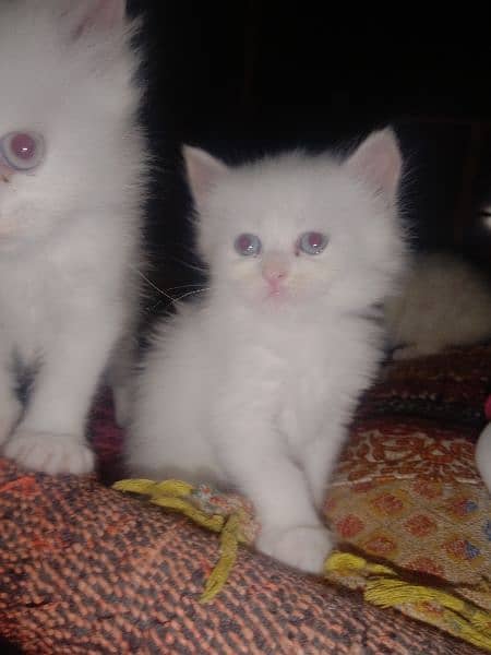 white kittens 1