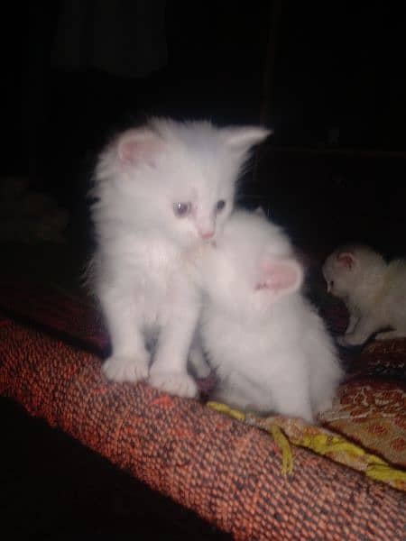 white kittens 2