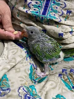 cute baby parrot for sale