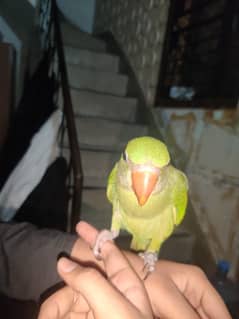 Kashmiri Raw Parrot