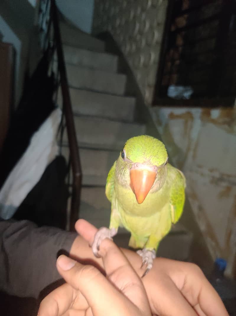 Kashmiri Raw Parrot 0
