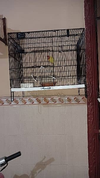 new cage for sale 1