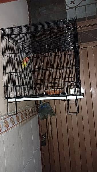new cage for sale 2