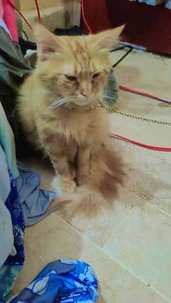 male cat Persian