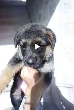 gsd puppies 25 days age 0