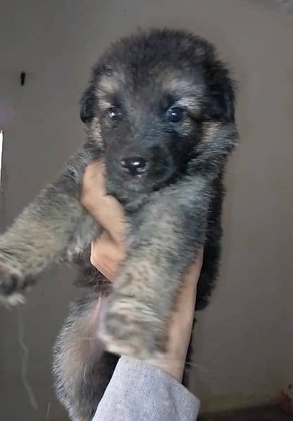 gsd puppies 25 days age 3