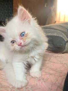 Pure persian male kitten