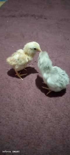 White Hera Aseel or Kili taj Aseel female ka chicks ha