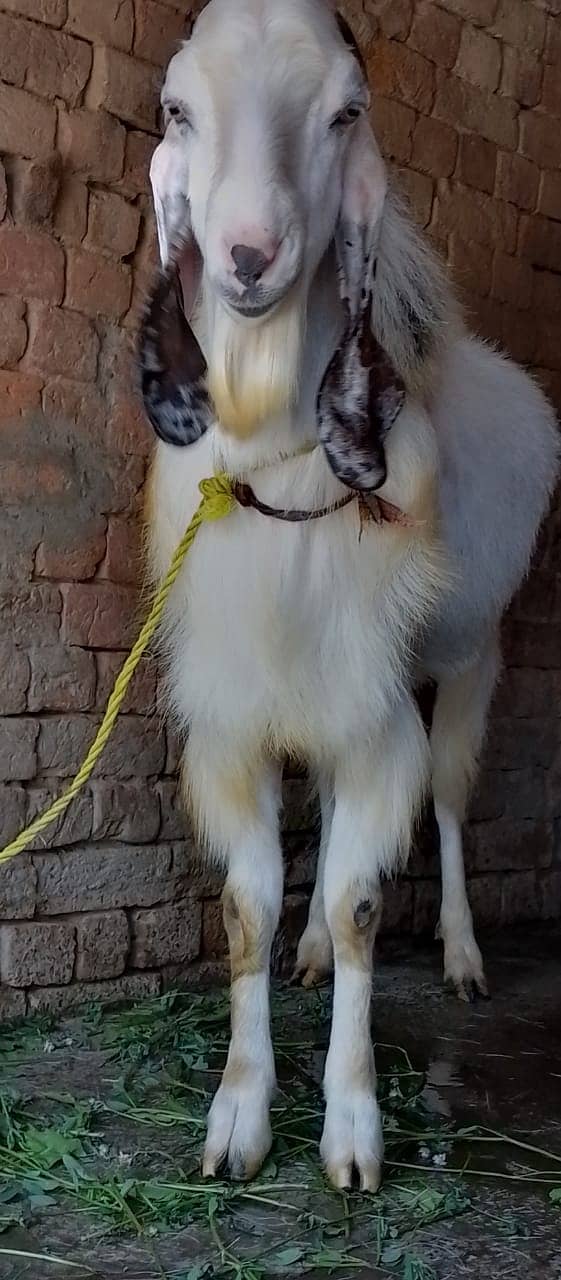 Qurbani /Beetal / betal goat / bakra / goat pair / bakry / beetal goat 0