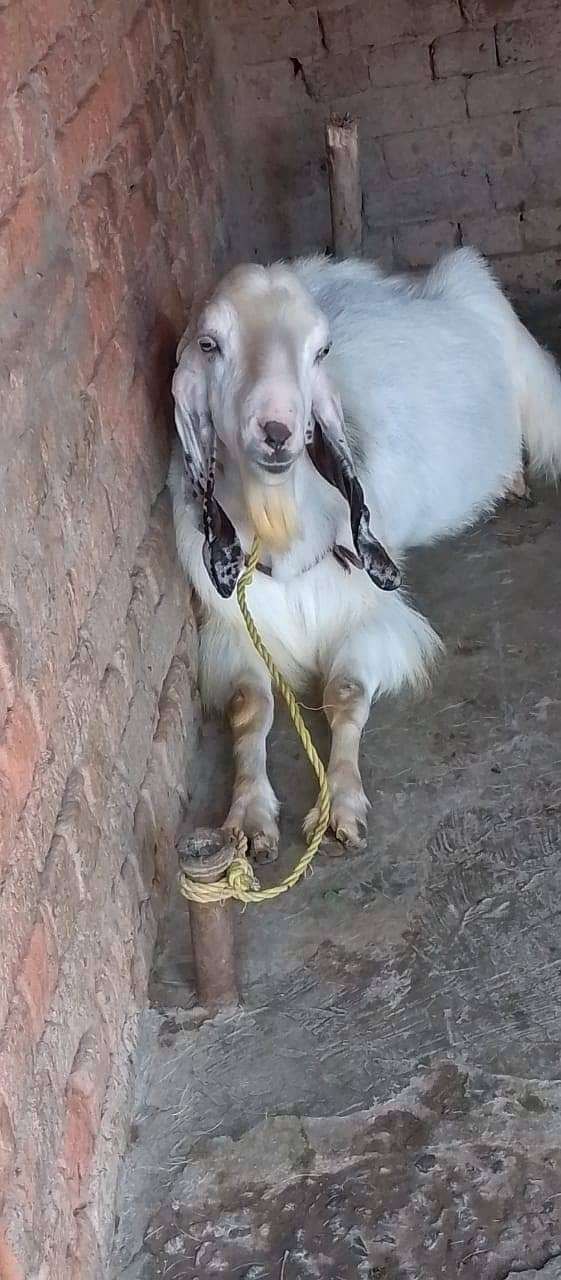 Qurbani /Beetal / betal goat / bakra / goat pair / bakry / beetal goat 1
