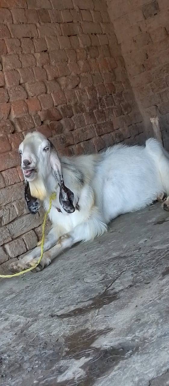 Qurbani /Beetal / betal goat / bakra / goat pair / bakry / beetal goat 2