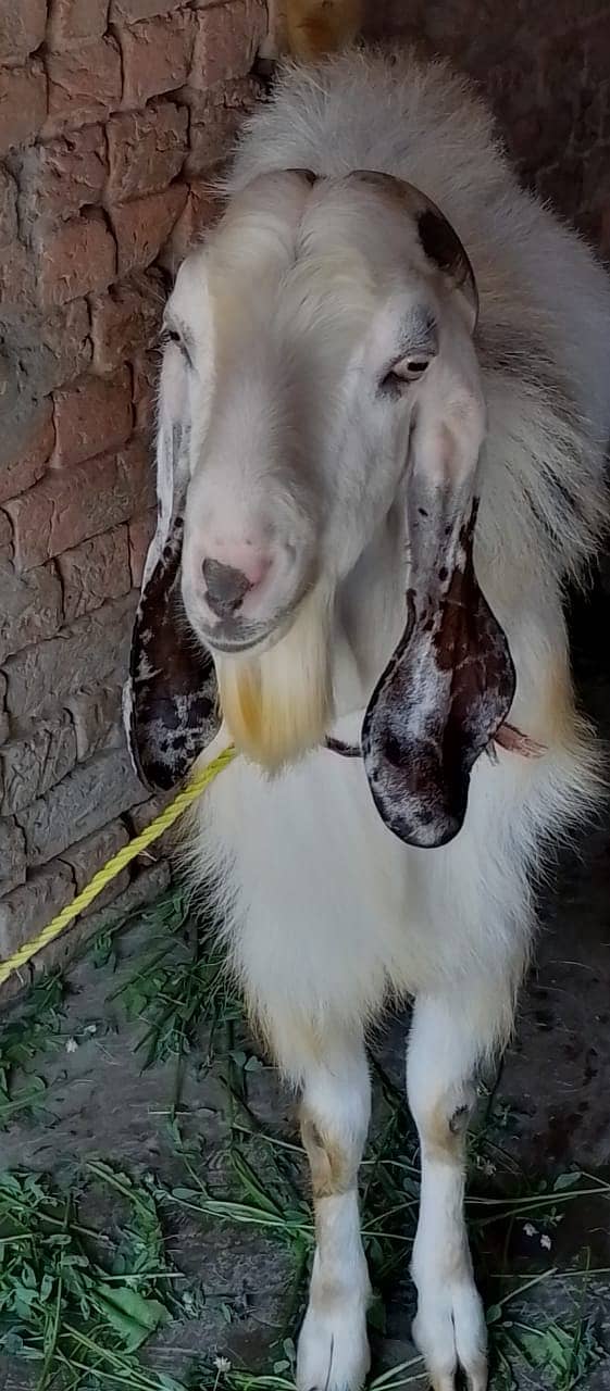 Qurbani /Beetal / betal goat / bakra / goat pair / bakry / beetal goat 3