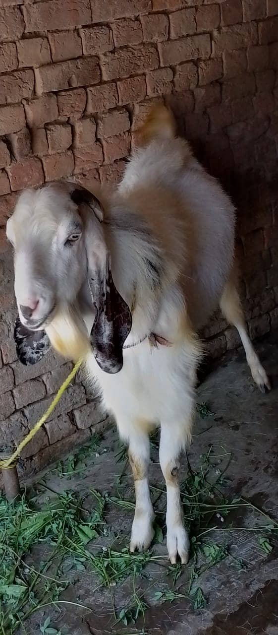 Qurbani /Beetal / betal goat / bakra / goat pair / bakry / beetal goat 5