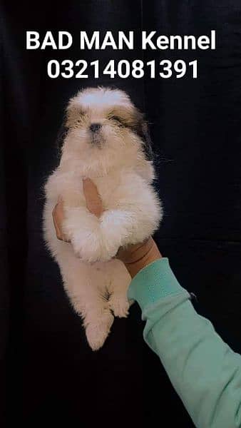 Shihtzu Male pup available 15