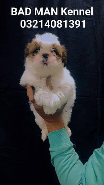 Shihtzu Male pup available 16