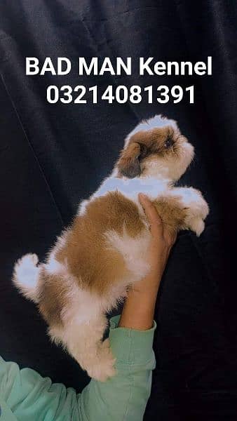 Shihtzu Male pup available 17