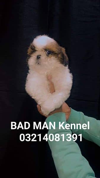 Shihtzu Male pup available 19