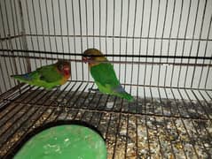 fisher love bird for sale