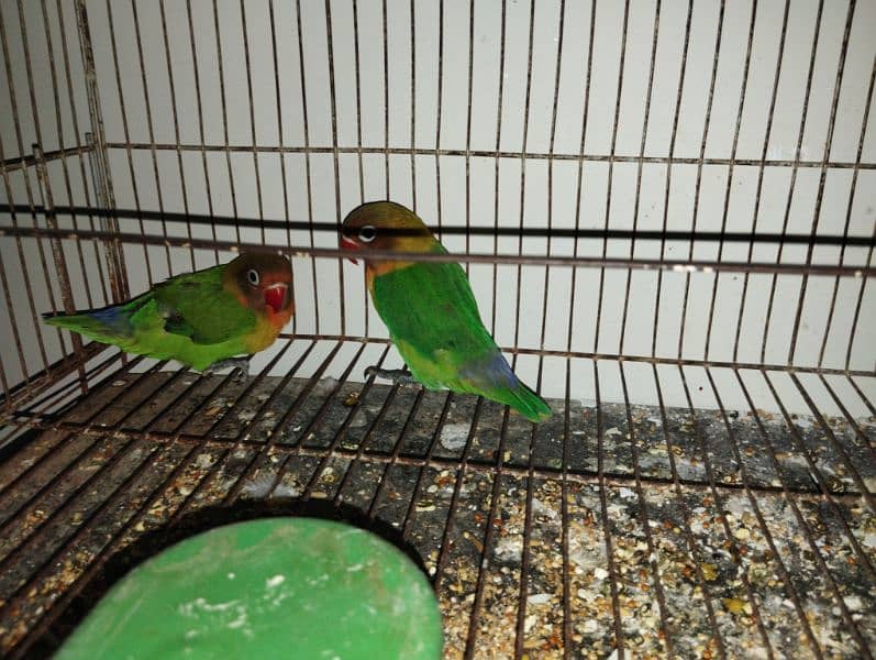 fisher love bird for sale 0