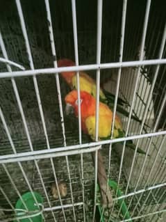 sungani parrots