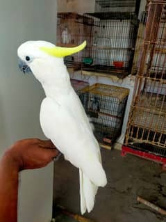 cacatoo female available 0