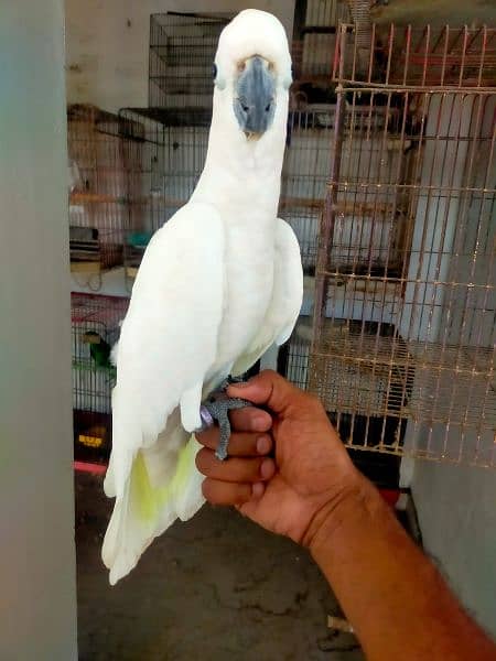 cacatoo female available 1