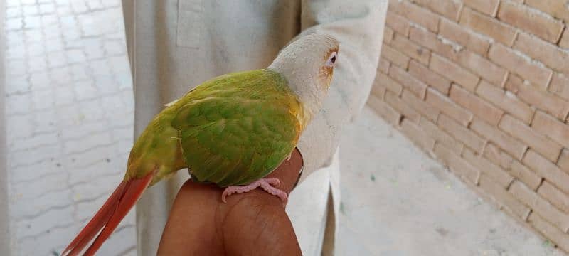 Beautiful Healthy Active Pineapple Conure Tame Male. 2