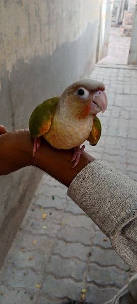 Beautiful Healthy Active Pineapple Conure Tame Male. 3