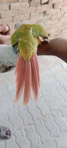 Beautiful Healthy Active Pineapple Conure Tame Male. 4