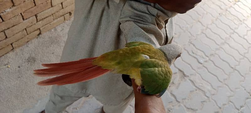 Beautiful Healthy Active Pineapple Conure Tame Male. 5