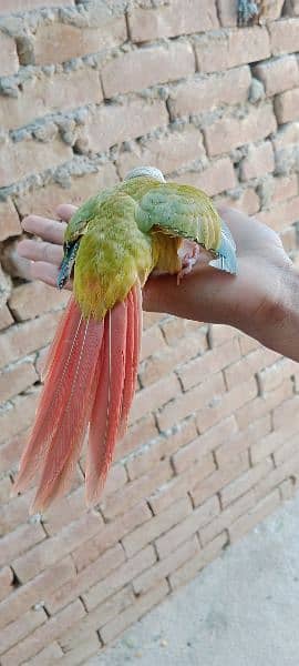 Beautiful Healthy Active Pineapple Conure Tame Male. 6