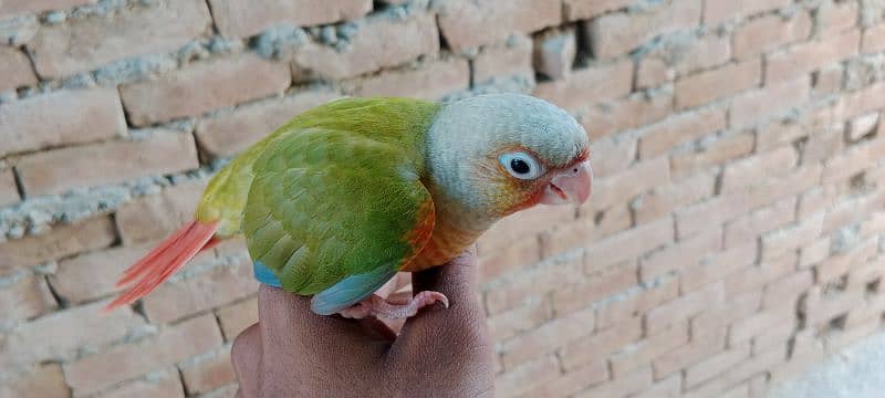 Beautiful Healthy Active Pineapple Conure Tame Male. 7
