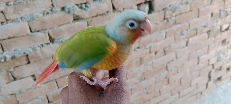 Beautiful Healthy Active Pineapple Conure Tame Male. 8