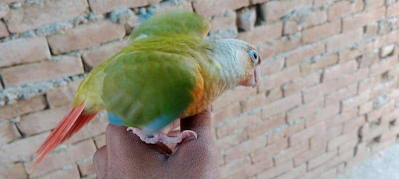 Beautiful Healthy Active Pineapple Conure Tame Male. 9