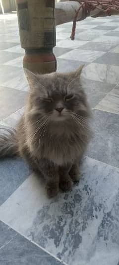 Persian cat male 0