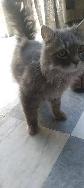 Persian cat male 4
