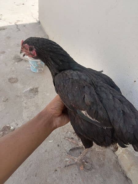 Aseel hens for sale 2