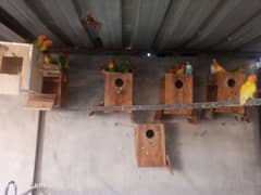 Lovebird colony for sale 0