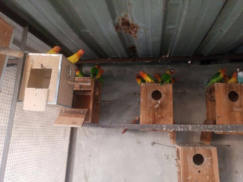 Lovebird colony for sale 1