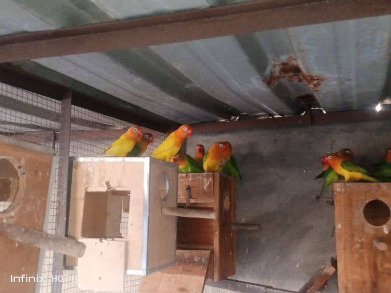 Lovebird colony for sale 2