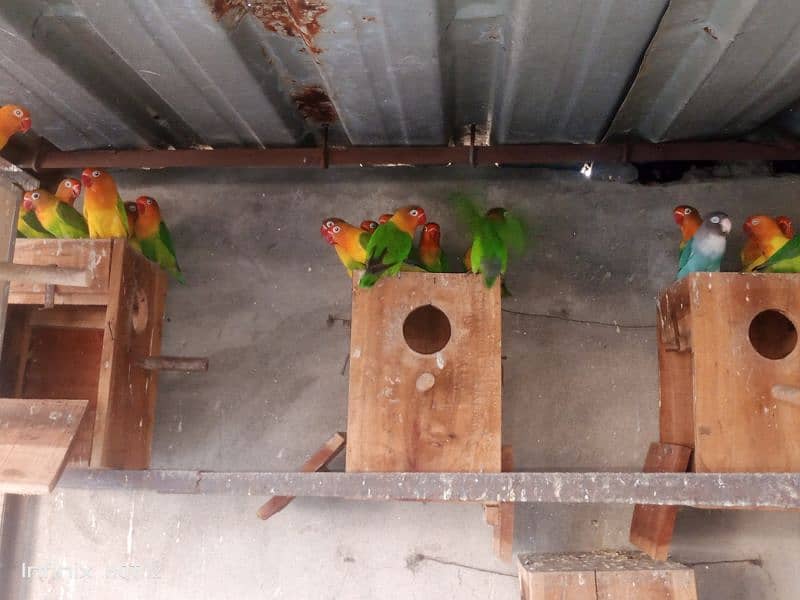 Lovebird colony for sale 3