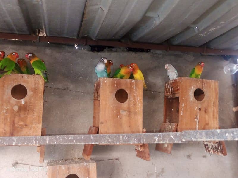 Lovebird colony for sale 4
