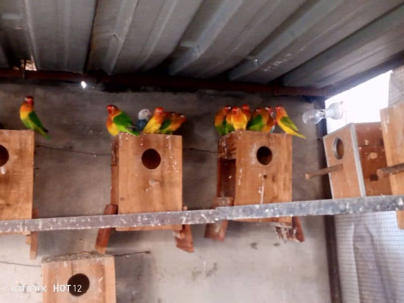 Lovebird colony for sale 5