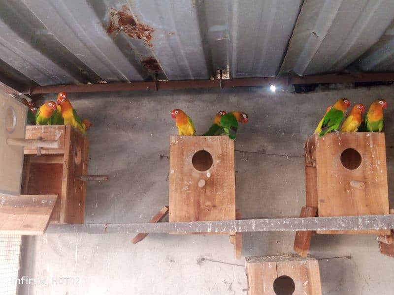 Lovebird colony for sale 6