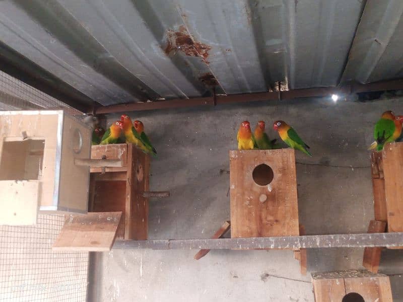 Lovebird colony for sale 7