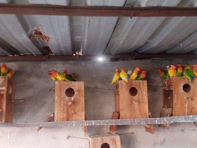 Lovebird colony for sale 8