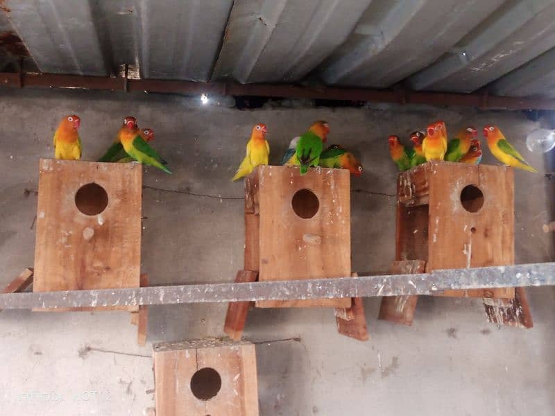 Lovebird colony for sale 9