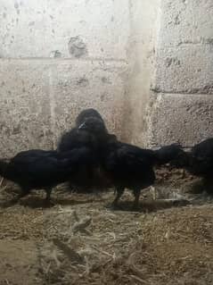 Ayam cemani gray tounge chicks for sale 0