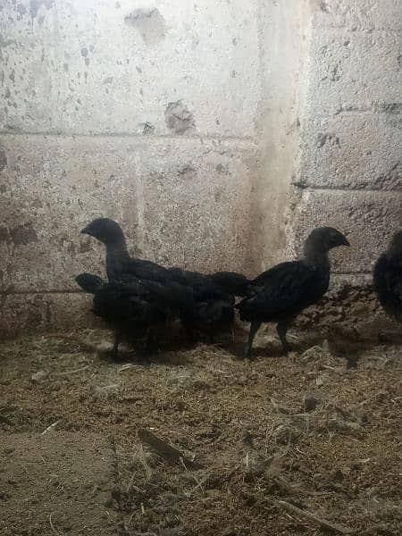 Ayam cemani gray tounge chicks for sale 3